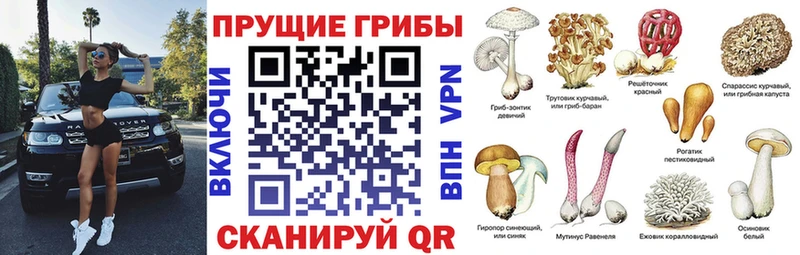 Галлюциногенные грибы Cubensis  omg как зайти  Шумерля  сайты даркнета Telegram  купить наркоту 